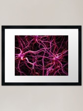 Listing image for Neural network Framed Art Print Framed Wall Art Poster Canvas Print Picture