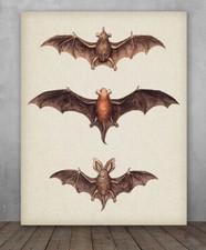 Listing image for Vintage Bat Painting - Choose Unframed Poster or Canvas Great Biology Lab Decor